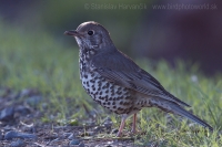 Drozd trskotavý - Turdus viscivorus - Mistle Thrush