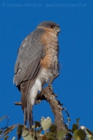 Jastrab krahulec - Accipiter nisus punicus - Sparrowhawk