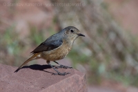 Žltochvost bieločelý - Phoenicurus moussieri - Moussier´s Redstart