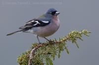 Pinka africká - Fringilla (c). africana - African Chaffinch