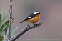 Žltochvost bieločelý - Phoenicurus moussieri - Moussier´s Redstart