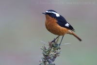 Žltochvost bieločelý - Phoenicurus moussieri - Moussier´s Redstart