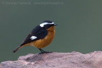 Žltochvost bieločelý - Phoenicurus moussieri - Moussier´s Redstart