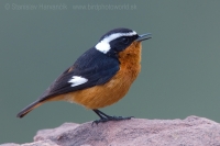 Žltochvost bieločelý - Phoenicurus moussieri - Moussier´s Redstart