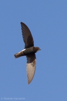 Dážďovník malý - Little Swift