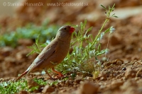 Hýľovec púšťový - Bucanetes githagineus - Trumpeter Finch