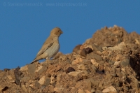 Hýľovec púšťový - Bucanetes githagineus - Trumpeter Finch