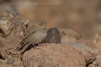 Hýľovec púšťový - Bucanetes githagineus - Trumpeter Finch