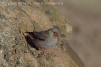Hýľovec púšťový - Bucanetes githagineus - Trumpeter Finch