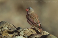 Hýľovec púšťový - Bucanetes githagineus - Trumpeter Finch