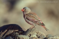 Hýľovec púšťový - Bucanetes githagineus - Trumpeter Finch