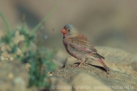 Hýľovec púšťový - Bucanetes githagineus - Trumpeter Finch