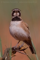 Uškárik bielohrdlý - Eremophila bilopha - Temminck´s Lark