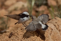 Skaliarik africký - Oenanthe halophila - Maghreb Wheatear