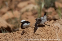 Skaliarik africký - Oenanthe halophila - Maghreb Wheatear