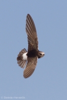 Dážďovník malý - Little Swift