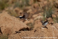Skaliarik africký - Oenanthe halophila - Maghreb Wheatear