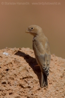 Hýľovec púšťový - Bucanetes githagineus - Trumpeter Finch