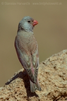 Hýľovec púšťový - Bucanetes githagineus - Trumpeter Finch