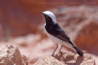 Skaliarik africký - Oenanthe halophila - Maghreb Wheatear