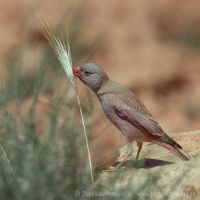 Hýľovec púšťový - Bucanetes githagineus - Trumpeter Finch