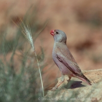 Hýľovec púšťový - Bucanetes githagineus - Trumpeter Finch