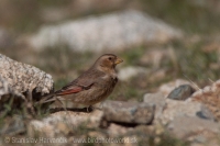 Hýľovec atlaský - Rhodopechys alienus - African Grimson-winged Finch