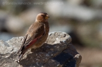 Hýľovec atlaský - Rhodopechys alienus - African Grimson-winged Finch