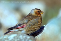 Hýľovec atlaský - Rhodopechys alienus - African Grimson-winged Finch