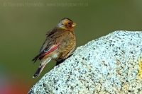 Hýľovec atlaský - Rhodopechys alienus - African Grimson-winged Finch
