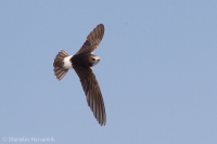 Dážďovník malý - Little Swift
