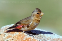 Hýľovec atlaský - Rhodopechys alienus - African Grimson-winged Finch