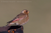 Hýľovec atlaský - Rhodopechys alienus - African Grimson-winged Finch