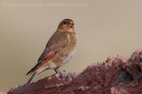 Hýľovec atlaský - Rhodopechys alienus - African Grimson-winged Finch