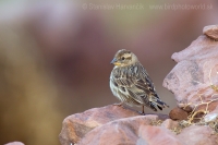 Skalník žltohrdlý - Petronia petronia - Rock Sparrow