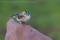 Skalník žltohrdlý - Petronia petronia - Rock Sparrow