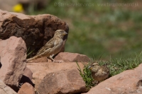Skalník žltohrdlý - Petronia petronia - Rock Sparrow