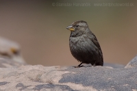 Skalník žltohrdlý - Petronia petronia - Rock Sparrow