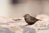 Skalník žltohrdlý - Petronia petronia - Rock Sparrow