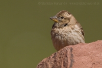 Skalník žltohrdlý - Petronia petronia - Rock Sparrow