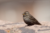 Skalník žltohrdlý - Petronia petronia - Rock Sparrow
