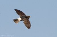 Dážďovník malý - Little Swift