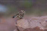 Skalník žltohrdlý - Petronia petronia - Rock Sparrow