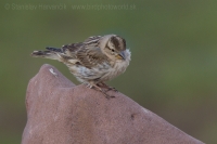 Skalník žltohrdlý - Petronia petronia - Rock Sparrow