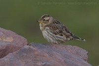 Skalník žltohrdlý - Petronia petronia - Rock Sparrow