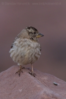Skalník žltohrdlý - Petronia petronia - Rock Sparrow