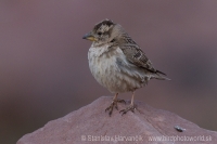 Skalník žltohrdlý - Petronia petronia - Rock Sparrow