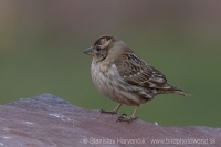 Skalník žltohrdlý - Petronia petronia - Rock Sparrow