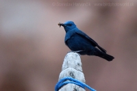 Skaliar modrý - Monticola solitarius - Blue Rock Thrush