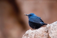 Skaliar modrý - Monticola solitarius - Blue Rock Thrush
